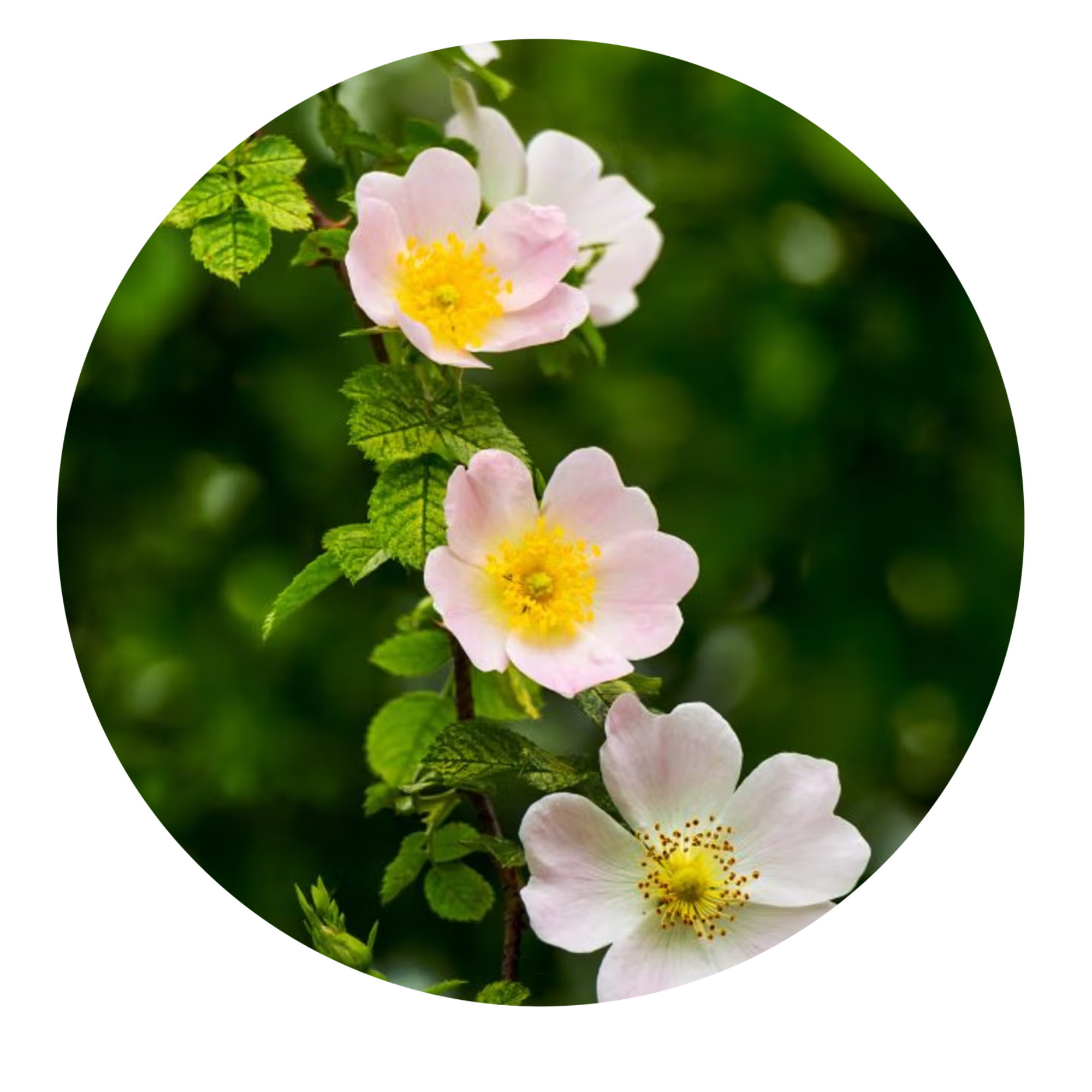 Wild Roses